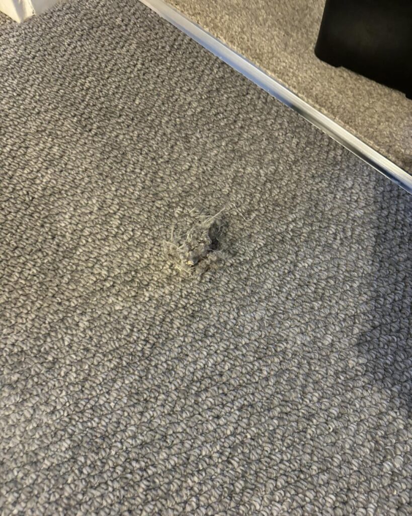 490110088_1214330130695208_1644093492503176011_n